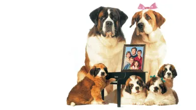 Afacan Köpek Beethoven 2 izle